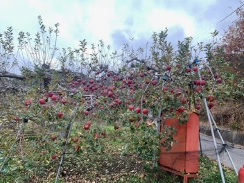 リンゴ収穫しました